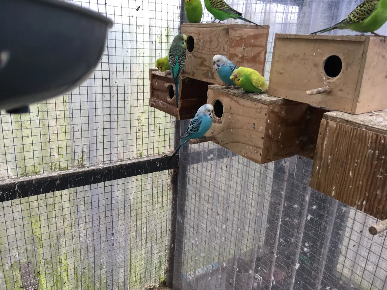 Billede 1 - Undulater flere forskellige farve