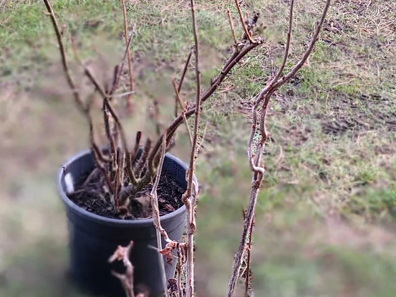 Billede 4 - Stor solbær busk 