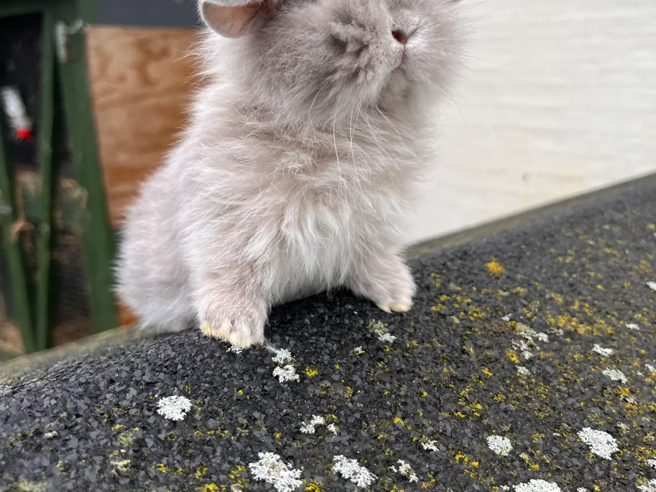 Billede 3 - Kanin unger. Minilop 