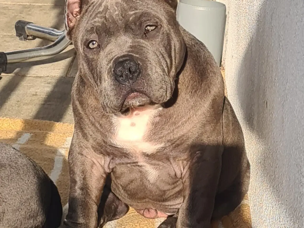 Billede 3 - American Bully Tilbage 