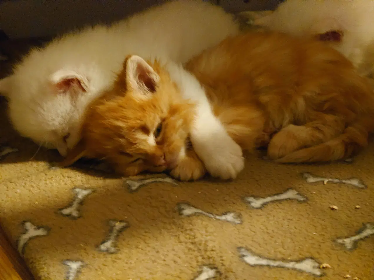 Billede 2 - Maine coon killinger Far med tavle