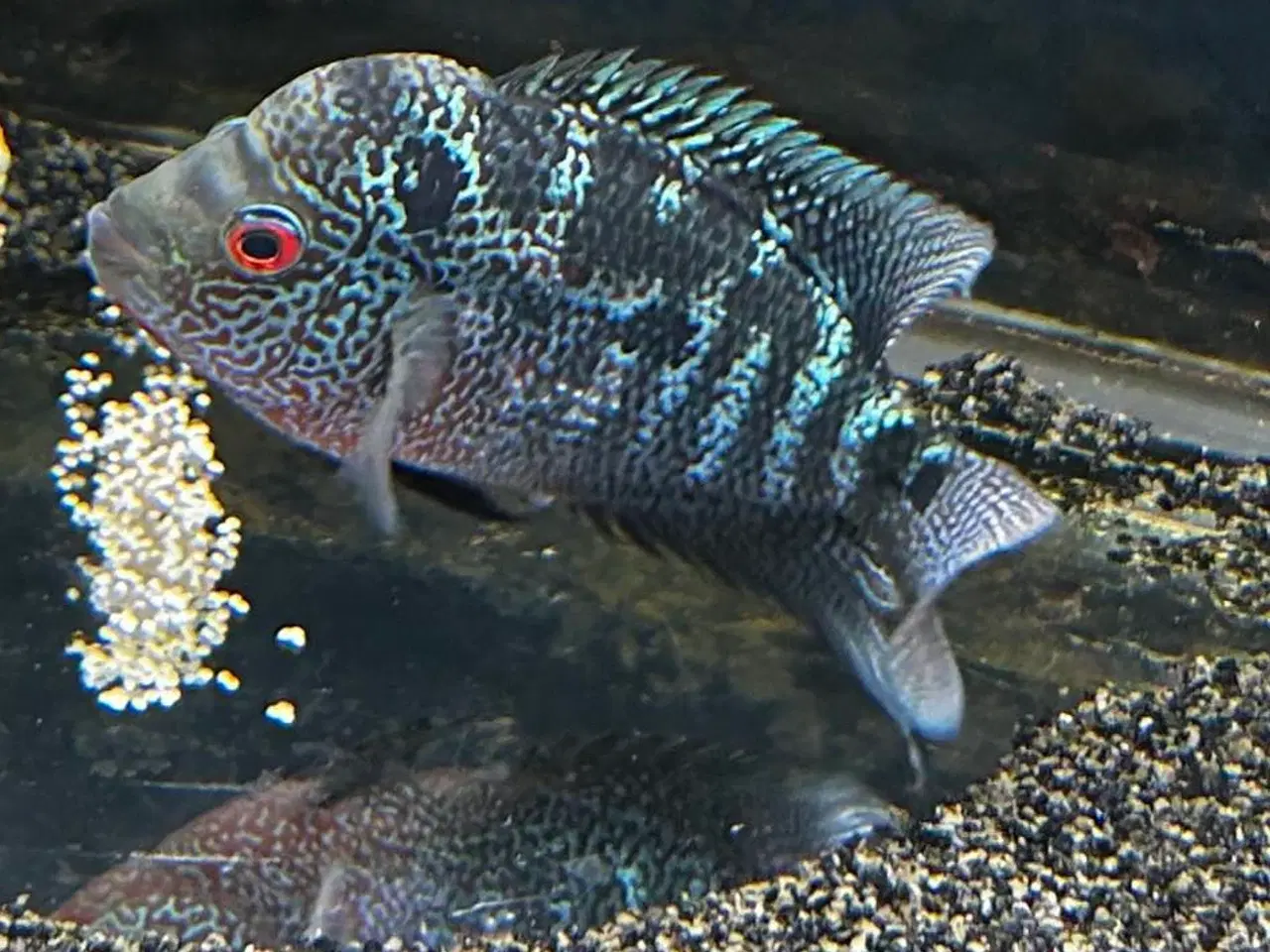 Billede 3 - Flowerhorn hun fisk