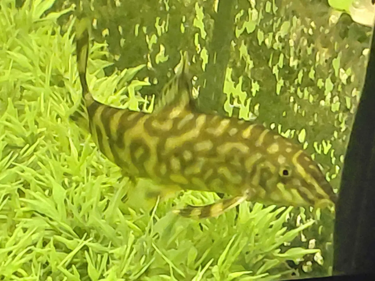 Billede 6 - Smerling