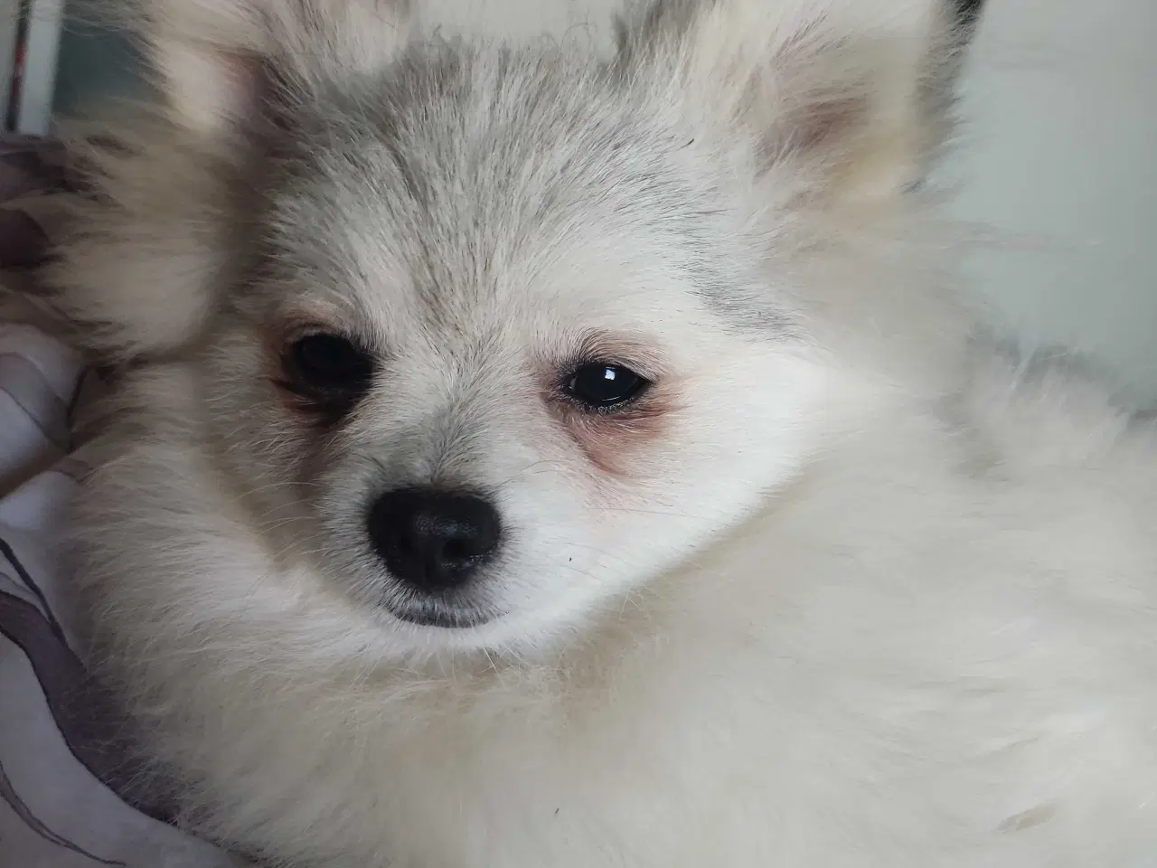 Billede 2 - Mini Pomeranian 