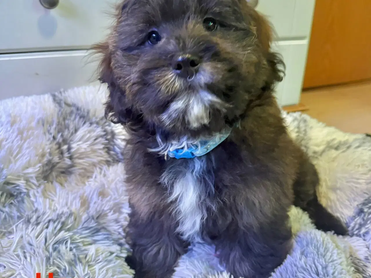 Billede 1 - Cavapoo Far/  Shih tzu-mor/ 