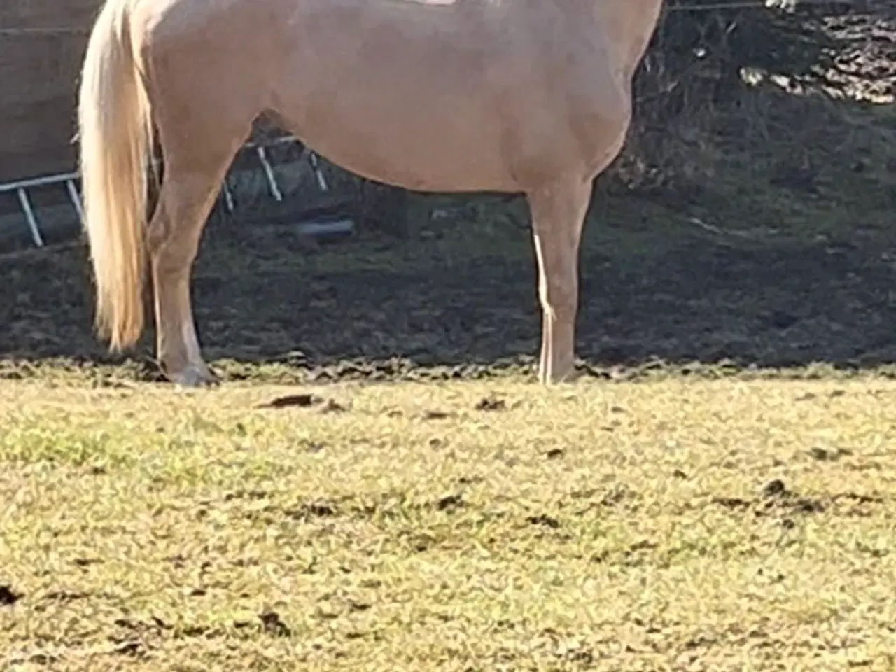 Billede 4 - Bedækning ved kåret og avlsgodkendt palomino hings
