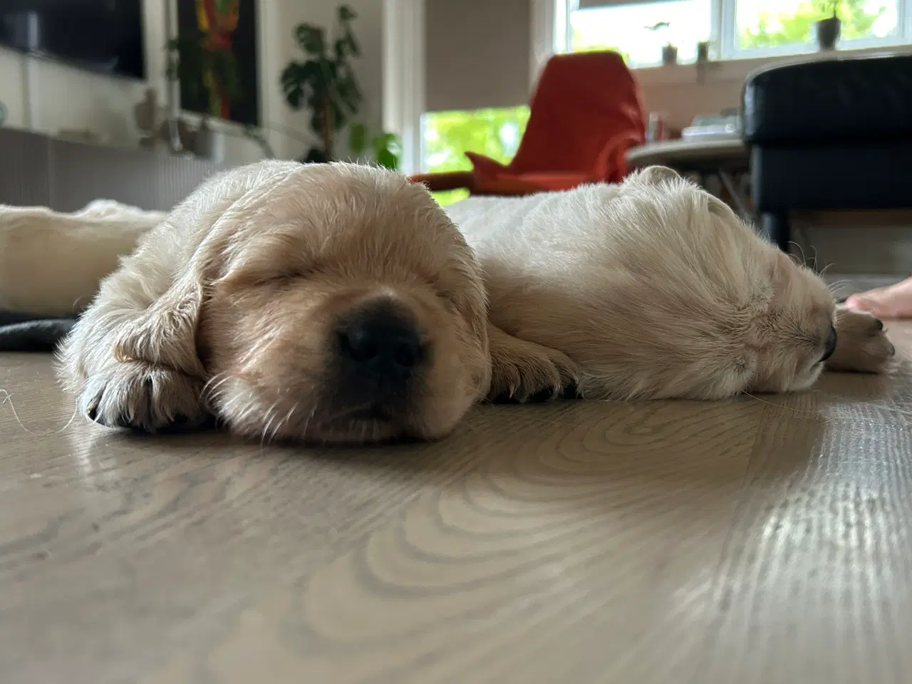 Billede 2 - Skønne gyldne Golden Retriever hvalpe