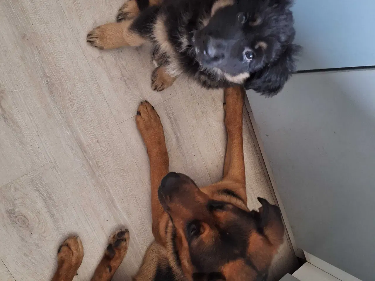 Billede 3 - 🐾✨ Euro Mountain sheparnese