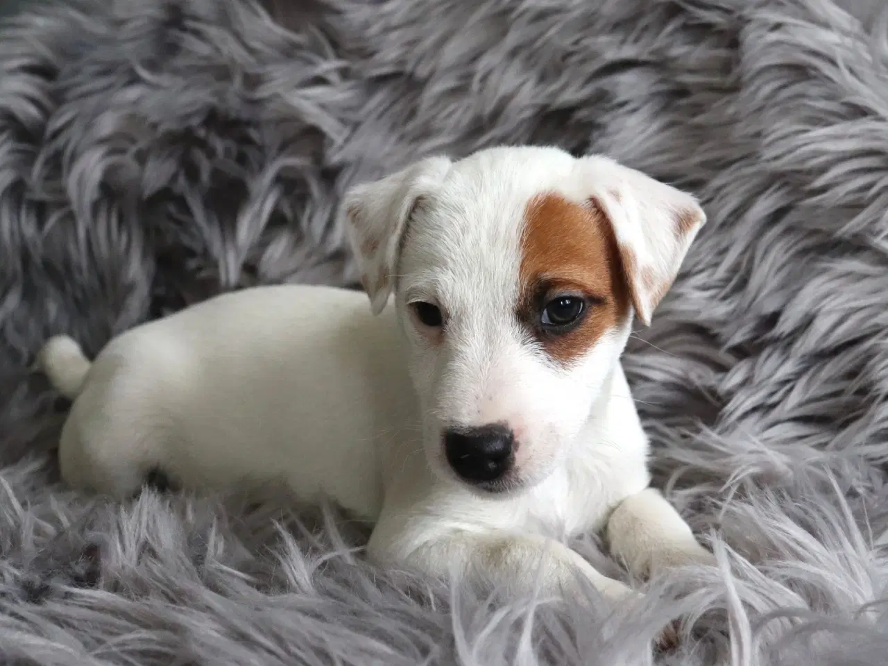 Billede 2 - Jack Russell Hvalp 