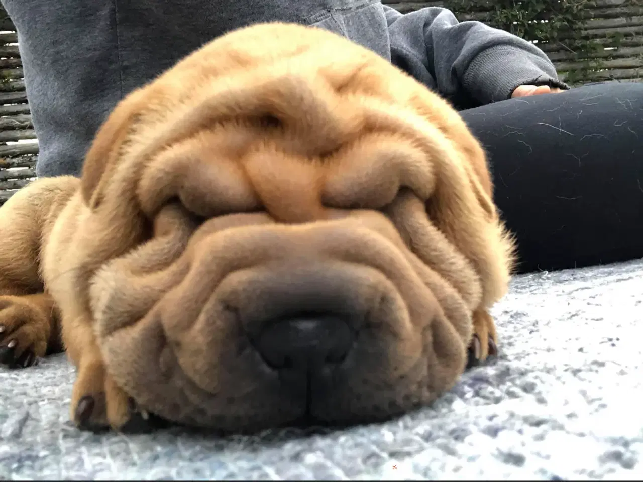 Billede 2 - Shar pei hvalpe