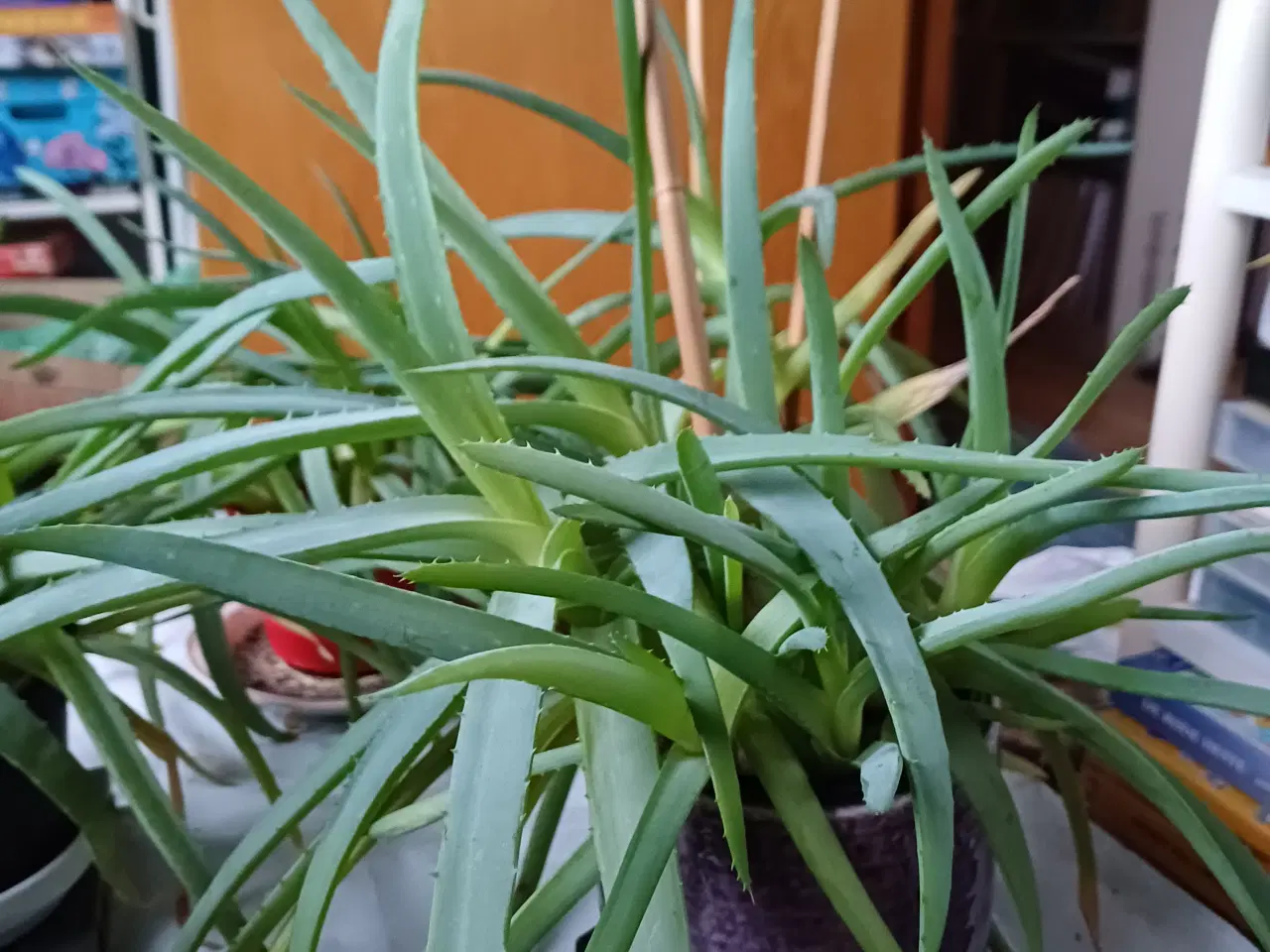 Billede 4 - Aloe Vera potteplanter - rigtig mange 