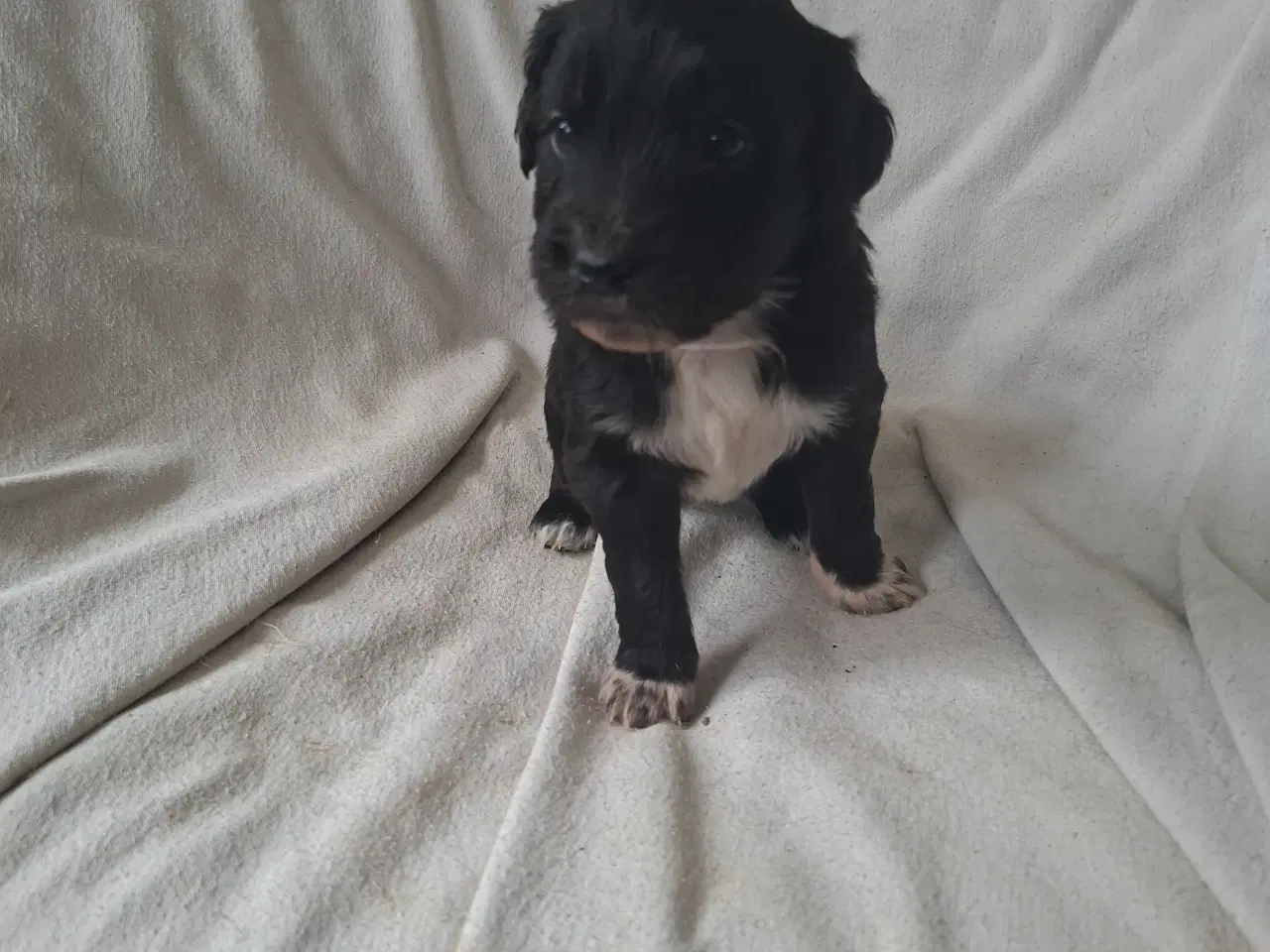 Billede 4 - Skøn familie hund blanding 