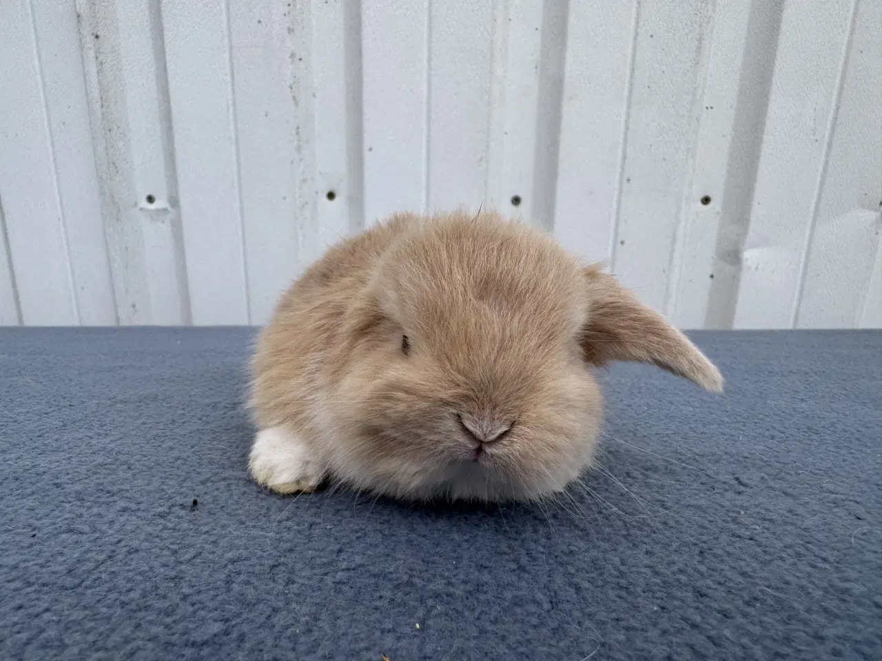 Billede 2 - Dværgvædder hunkanin