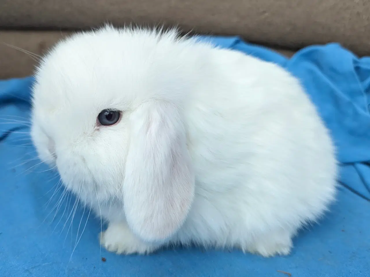 Billede 3 - Minilop kaninunge sælges
