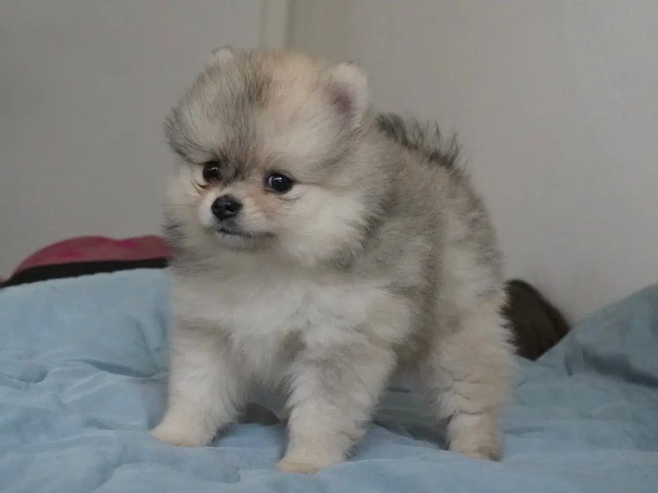 Billede 4 - Mini Pomeranian