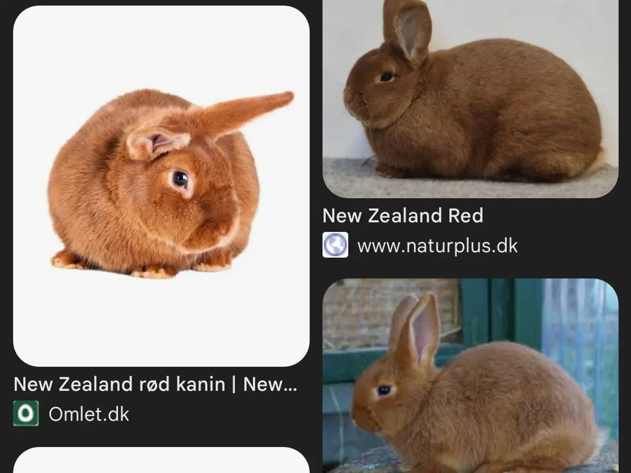Billede 1 - SØGER 2 hun new Zealand red kaniner