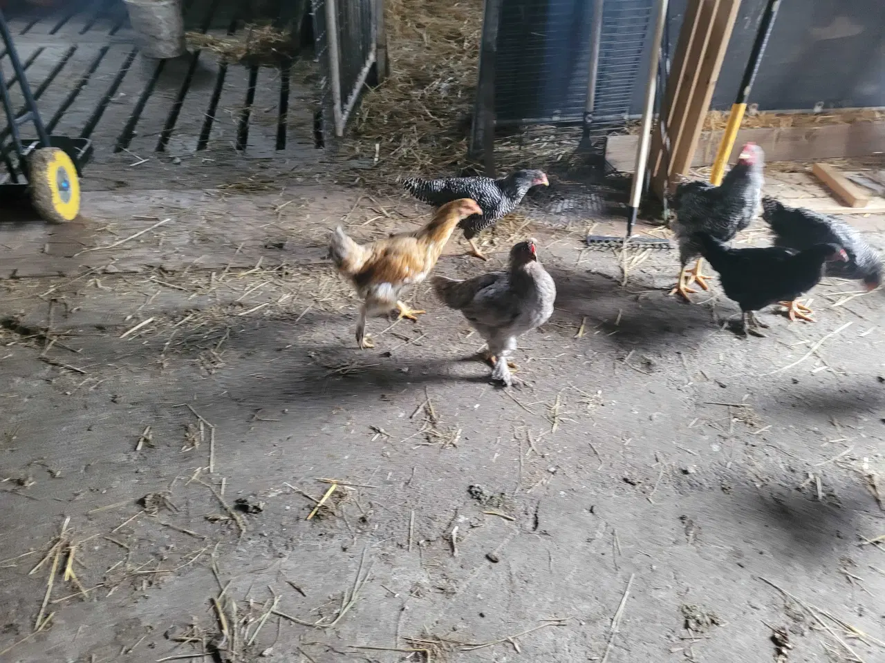 Billede 3 - 13 høns i fuld æglægning plus 8 høne kyllinger
