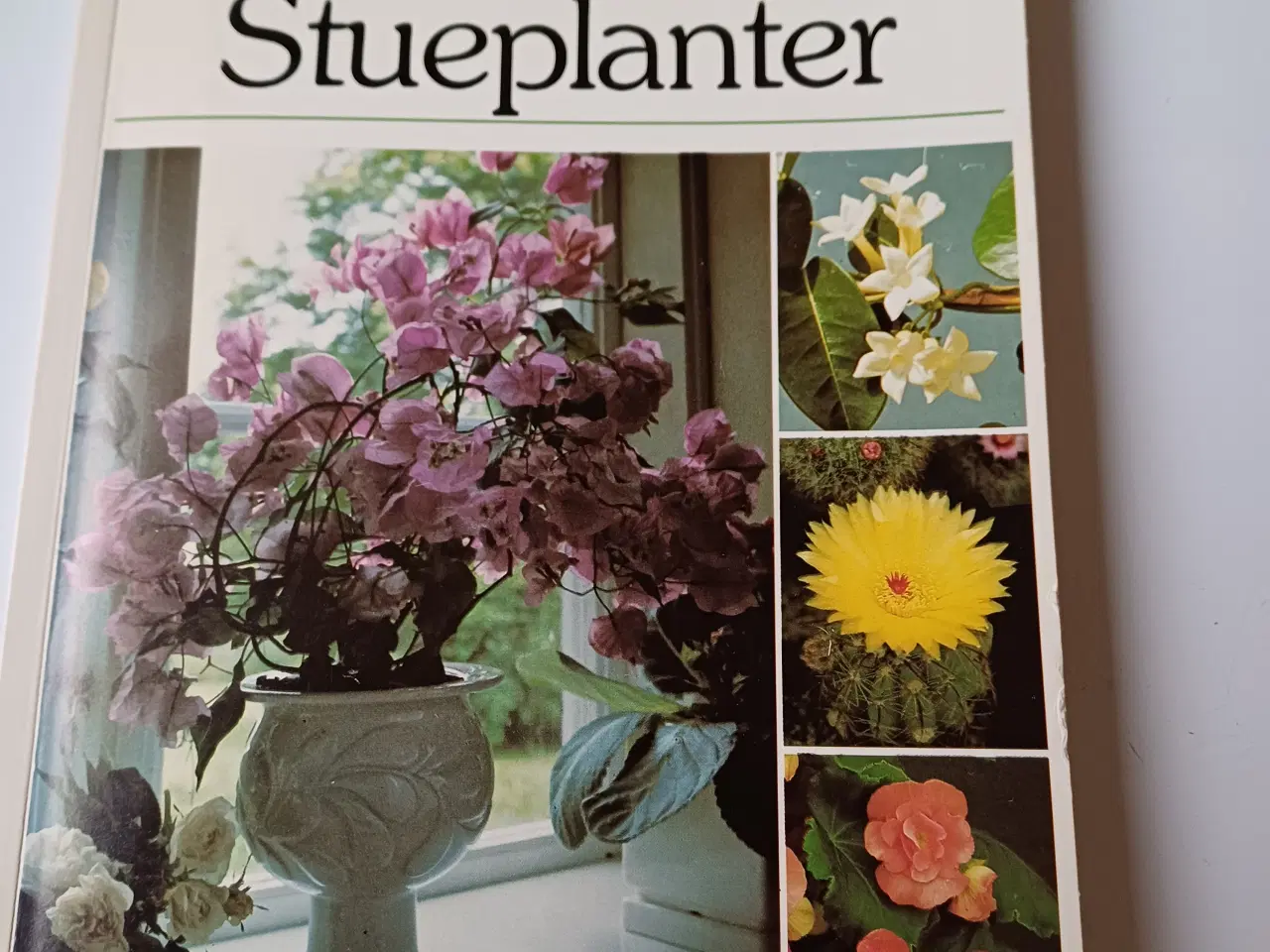 Billede 1 - Mine stueplanter - håndbog i blomsterpasning.