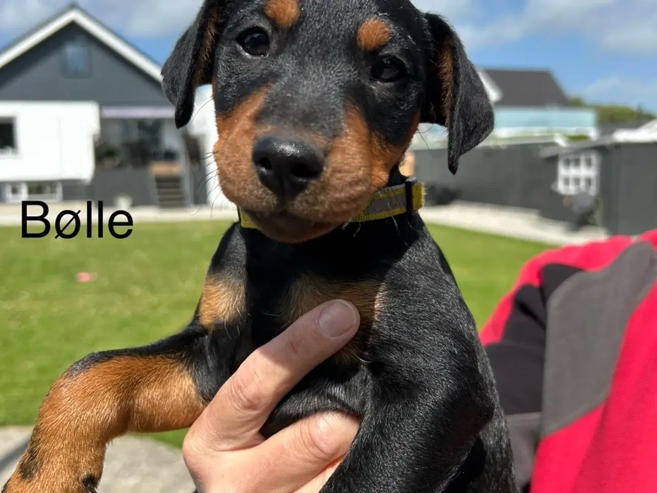 Billede 10 - Tysk jagtterrier hvalpe