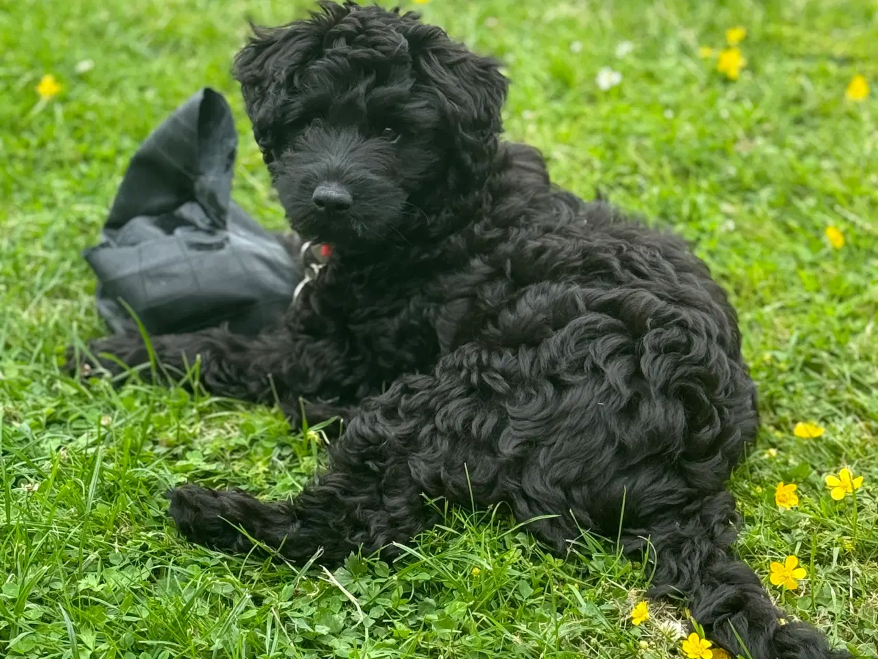 Billede 4 - Goldendoodle/dværgpuddel hvalpe