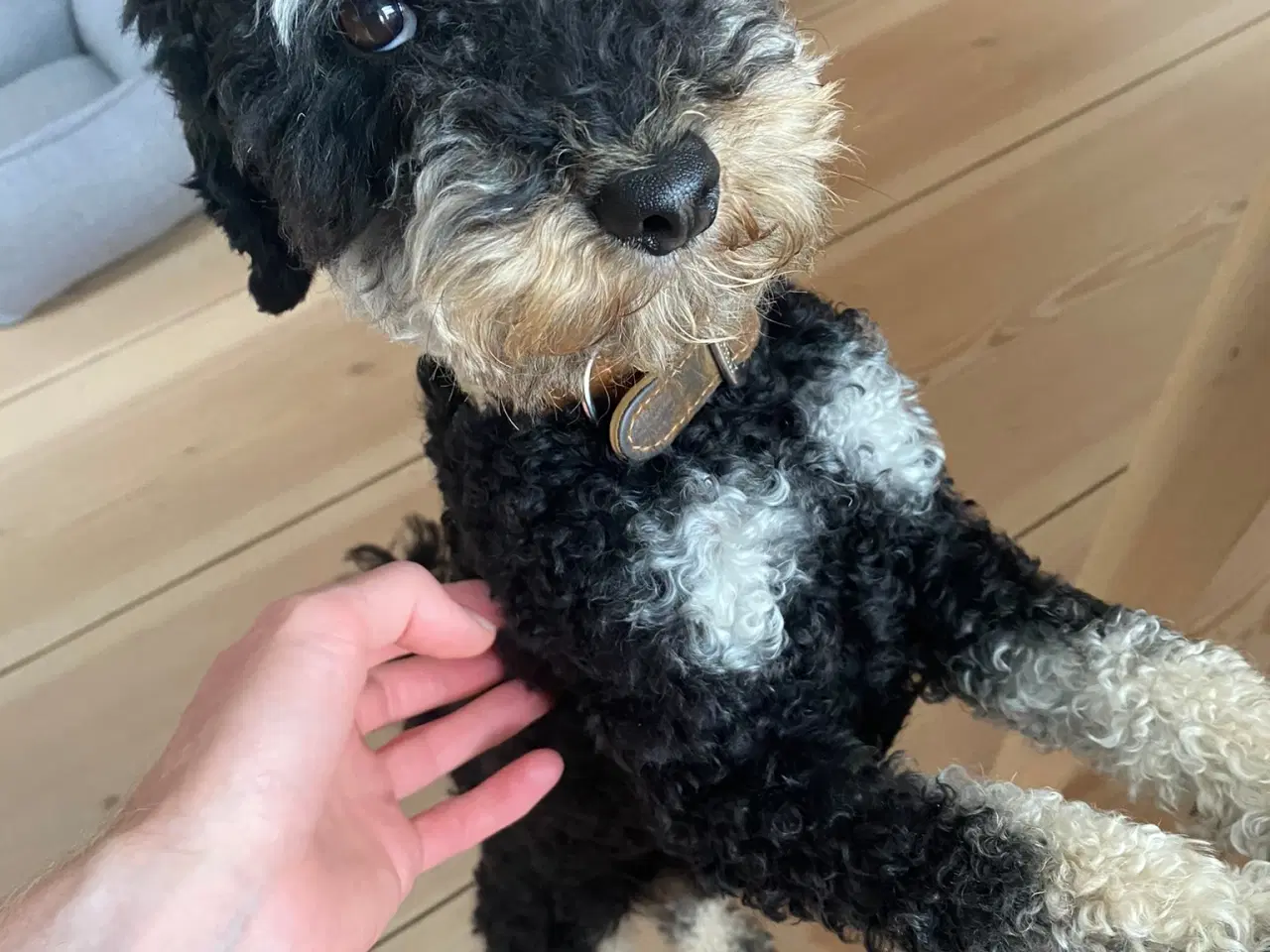 Billede 3 - 5-årig dværgpuddel, gratis