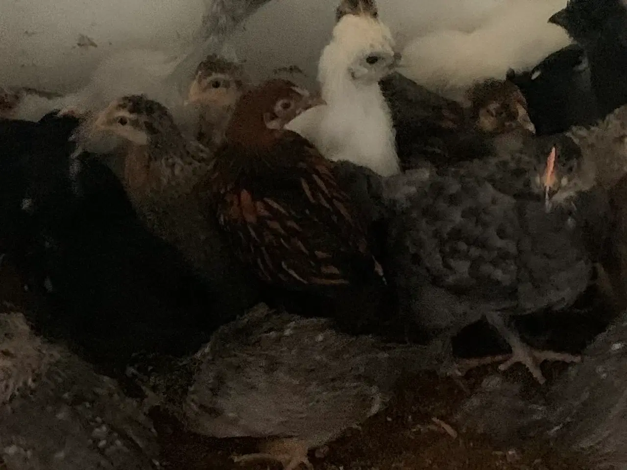 Billede 1 - Kyllinger varmefri