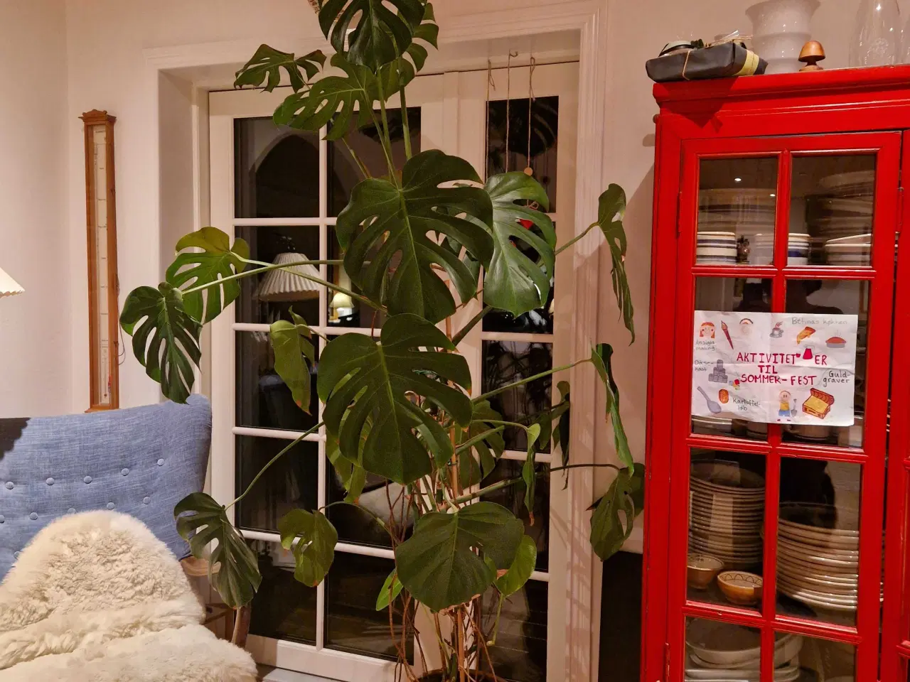 Billede 1 - Monstera (fingerphilodendron)