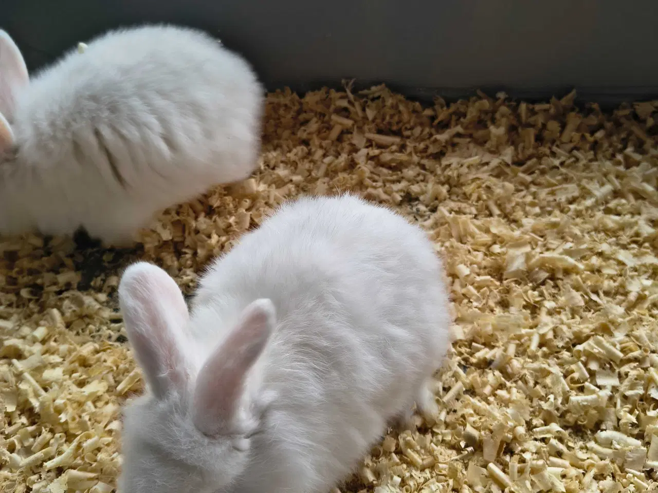 Billede 2 - Dværg vædder løvehoved 