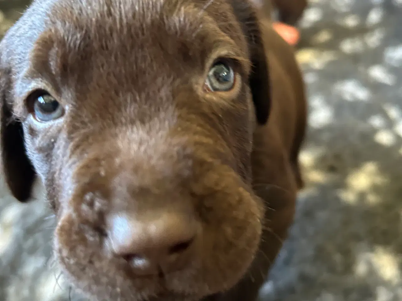 Billede 7 - Brune labradorhvalpe - den gammeldags slags sælges