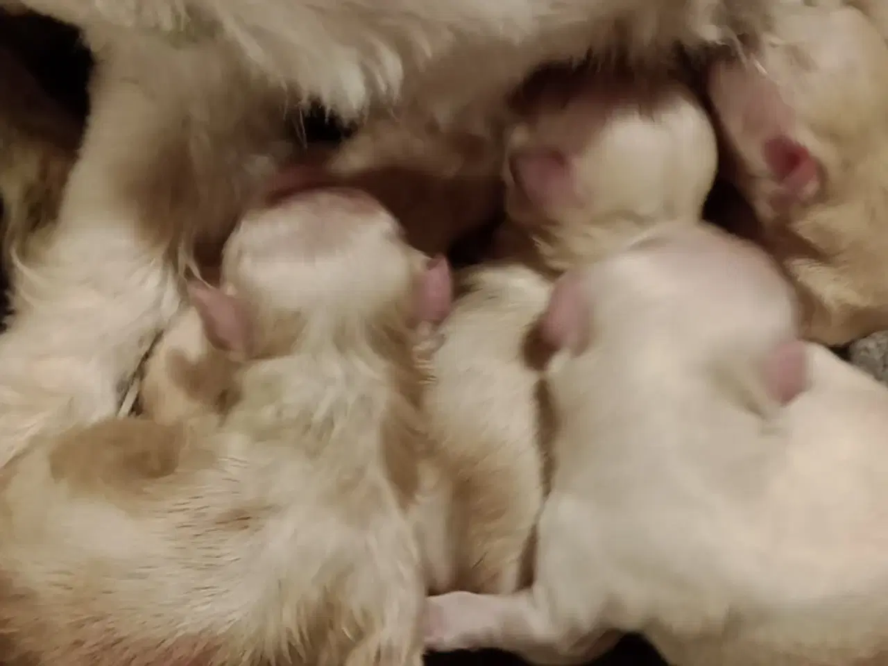 Billede 3 - Maltipoo hvalpe