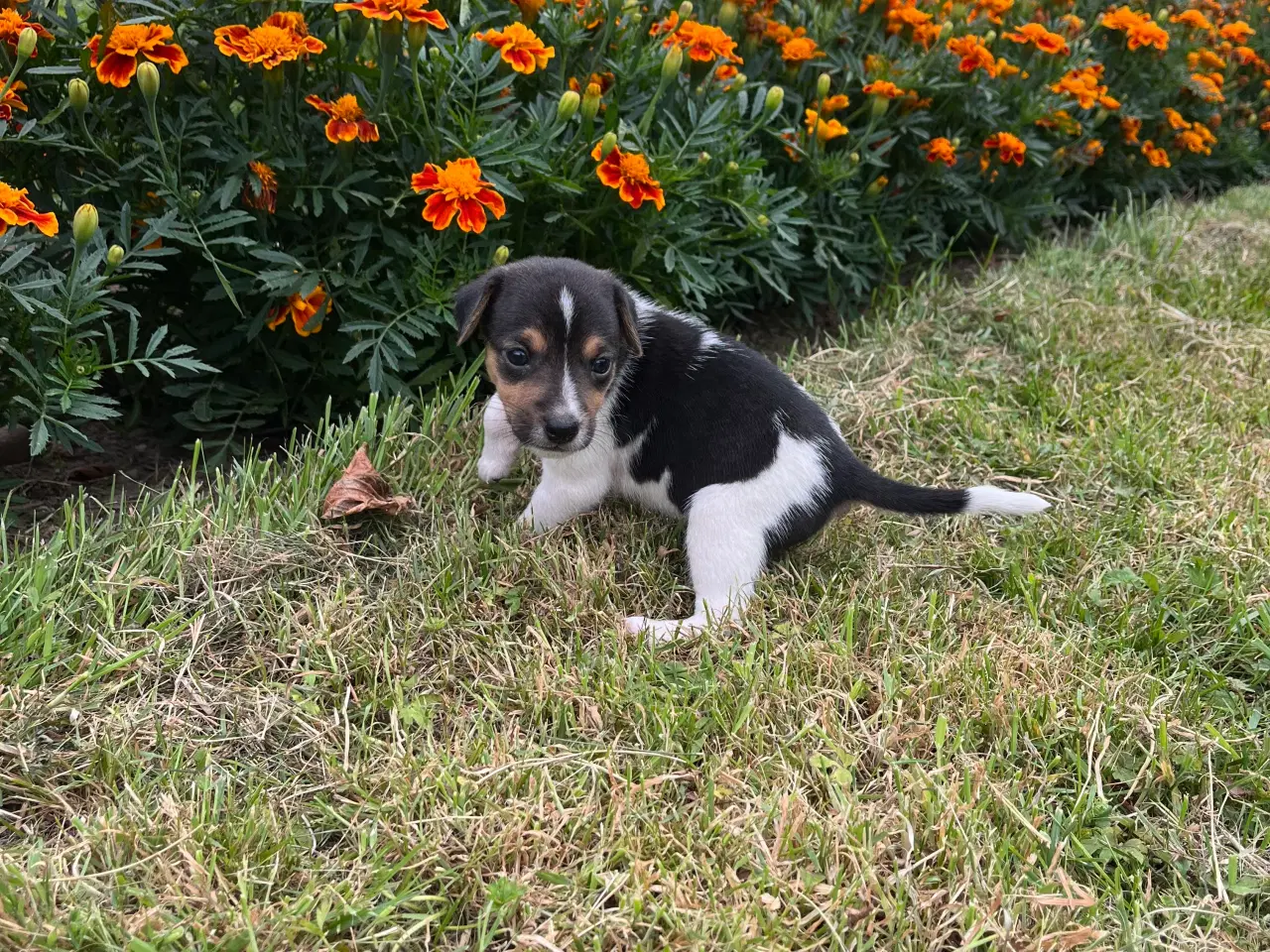 Billede 1 - Dansk svensk gårdhund hvalpe