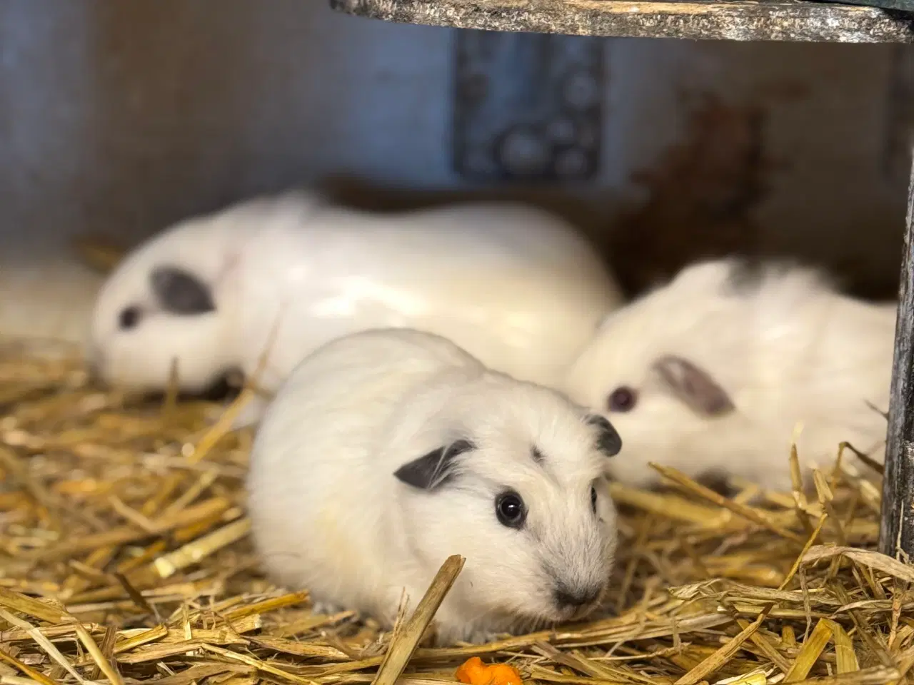 Billede 3 - California Marsvin 