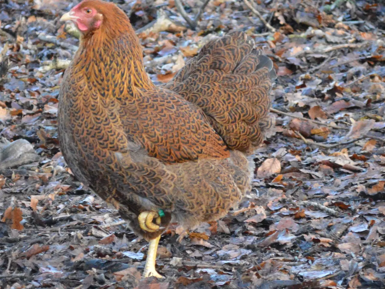 Billede 1 - høns avlstamm store Wyandotter guld-sortbåndet