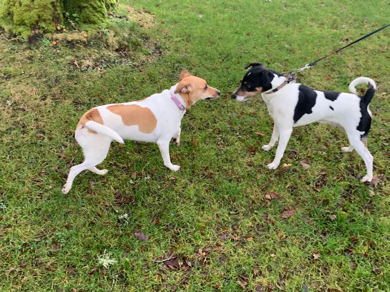 Billede 7 - Dansk-svensk gårdhund hvalpe