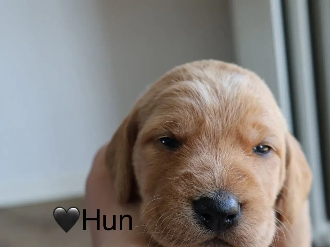Billede 1 - Fineste Vizsla-doodle hvalpe