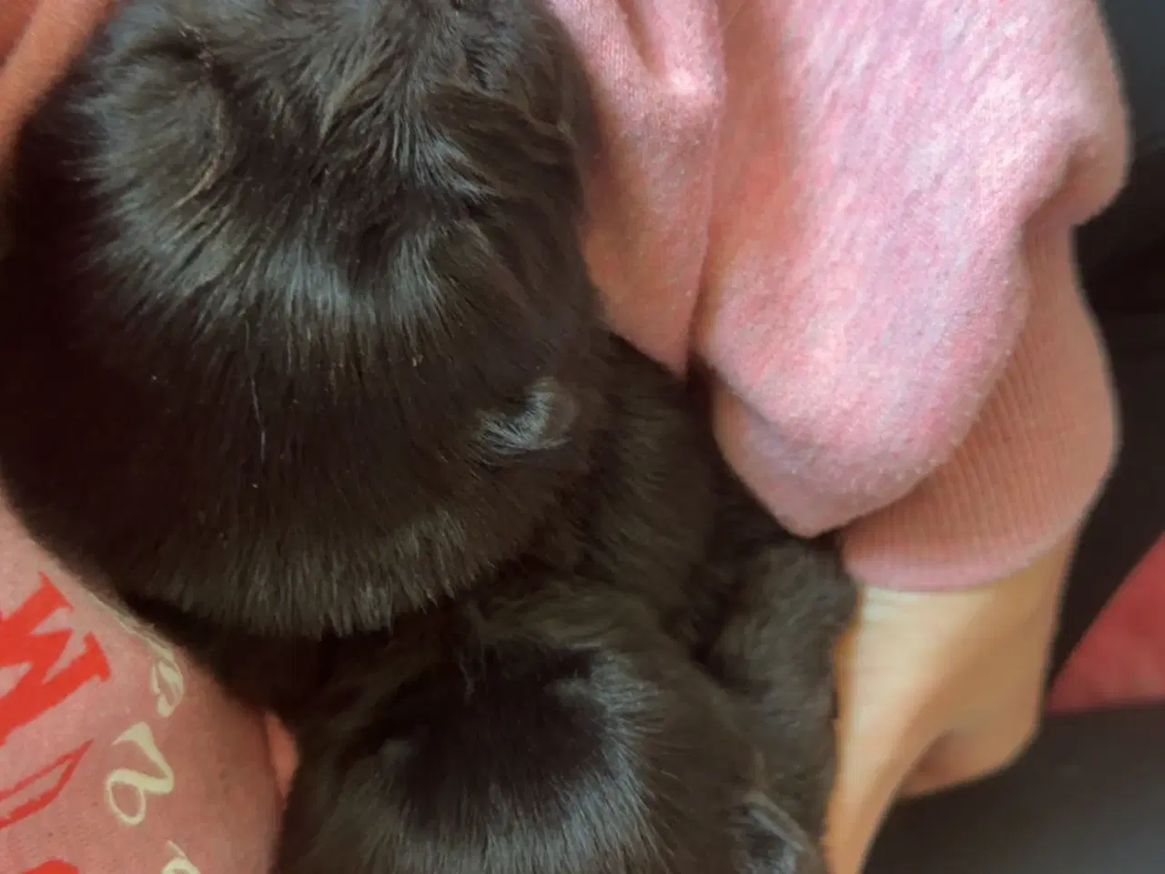 Billede 4 - Chow chow