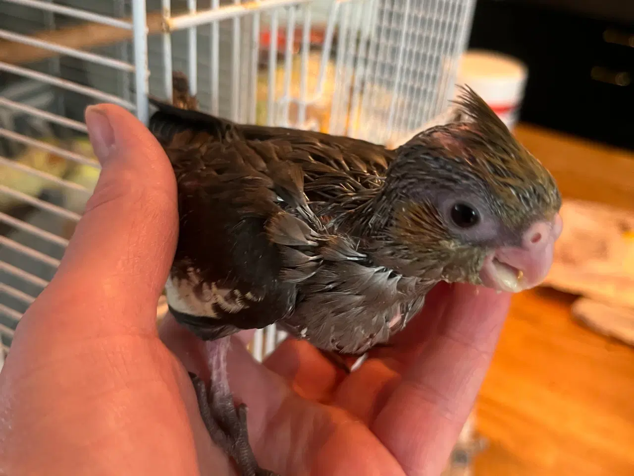 Billede 3 - Håndtamme nymfeunger
