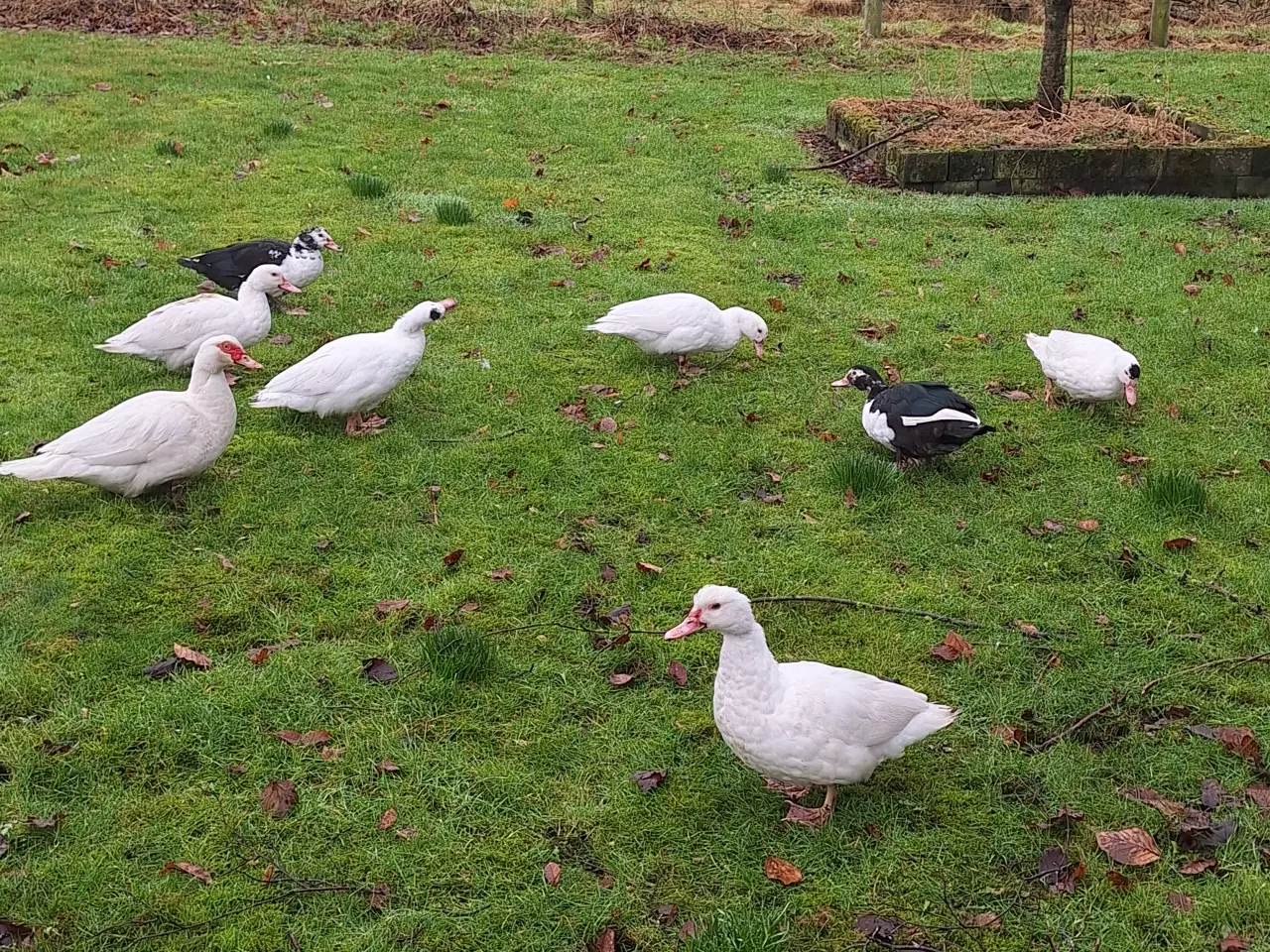 Billede 1 - Moskus ænder  hunner