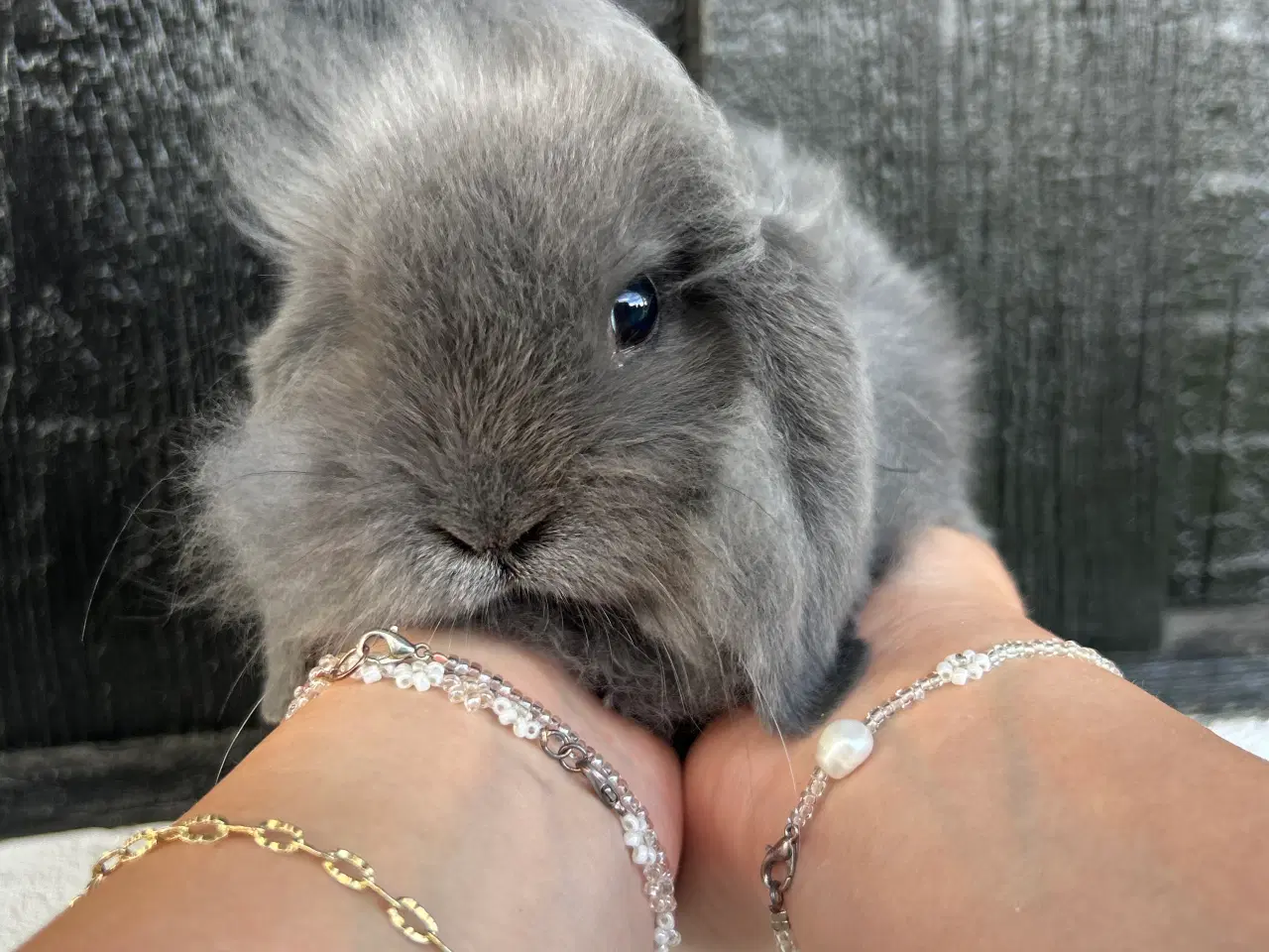 Billede 8 - Mini lops og Lion lops