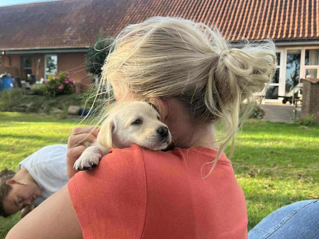 Billede 2 - Gule labrador hundehvalpe 30/8
