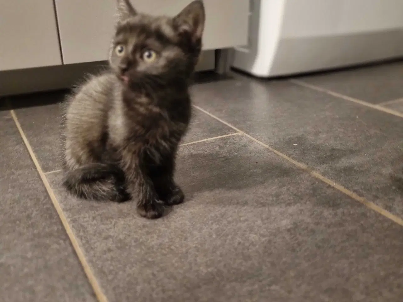 Billede 8 - Søde.killinger til salg