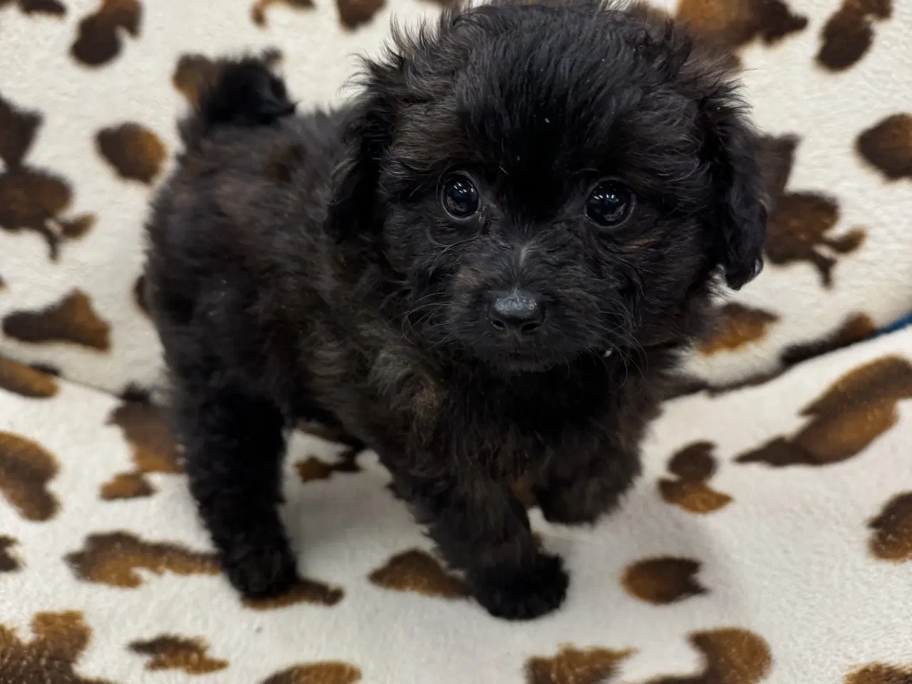 Billede 7 - 🐾 Skønne Pomapoo hvalpe søger deres forever homes