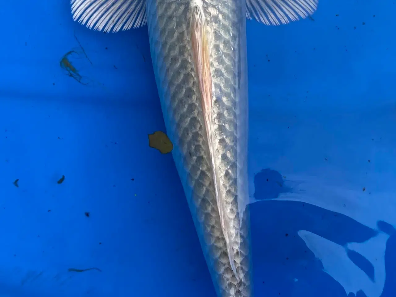 Billede 1 - Koi karper 