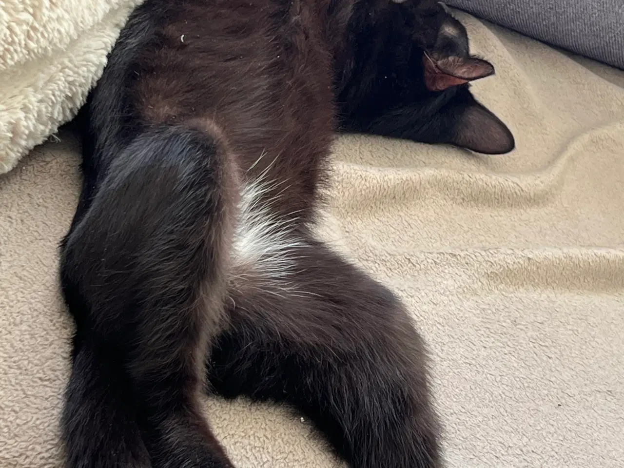 Billede 1 - Kat 7 måned gammel
