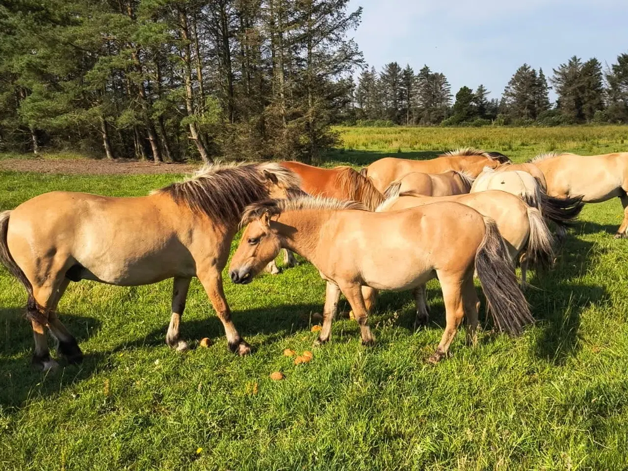 Billede 2 - 20 stk. ponykrydsnings valakker, 2 og 3 års