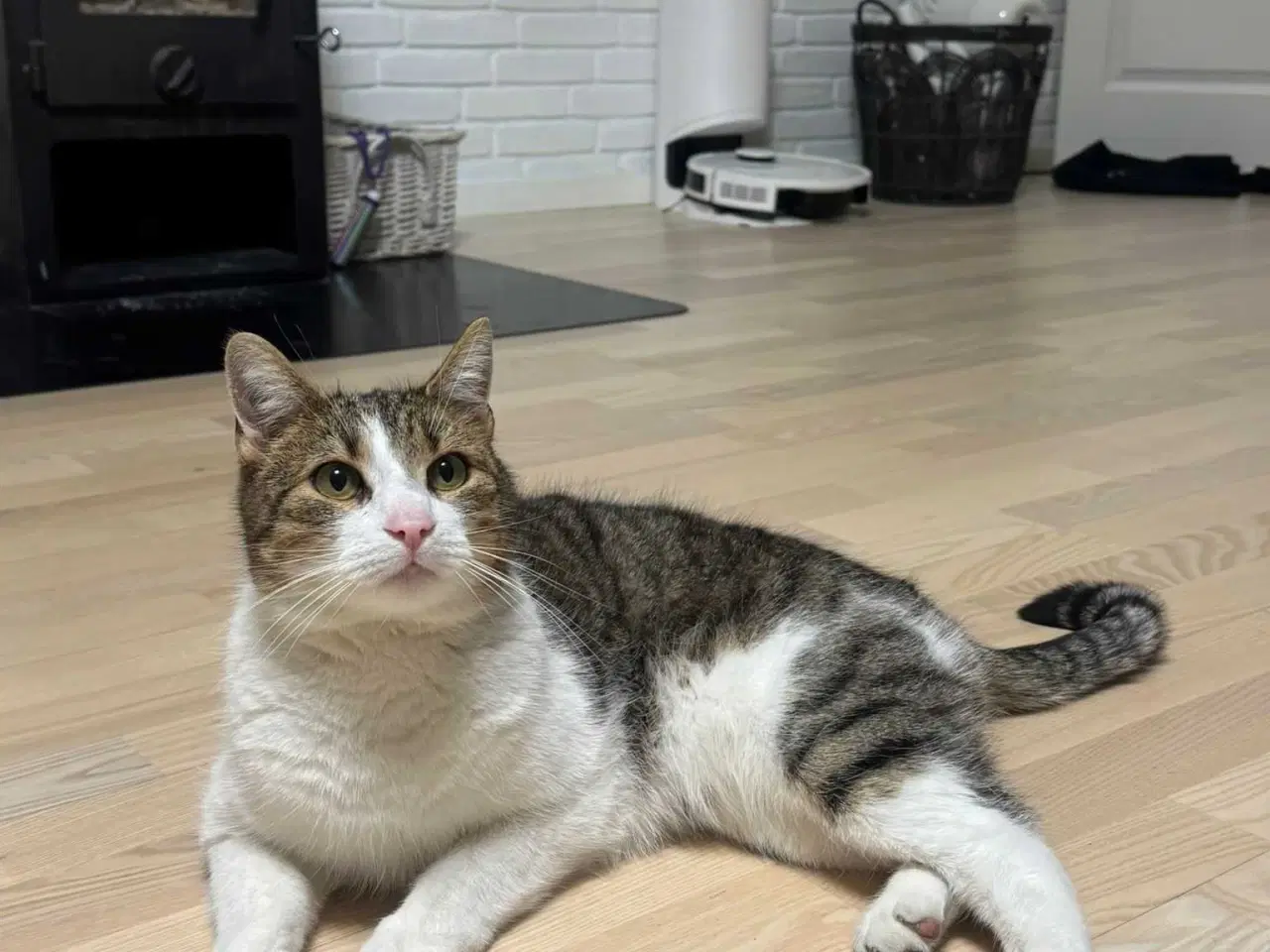 Billede 4 - 💔 HASTER – Vores elskede Amigo søger nyt hjem 💔