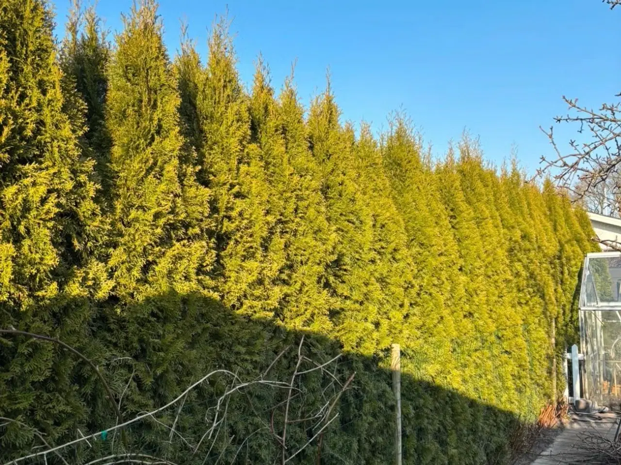 Billede 3 - thuja plante hæk (Smaragd)