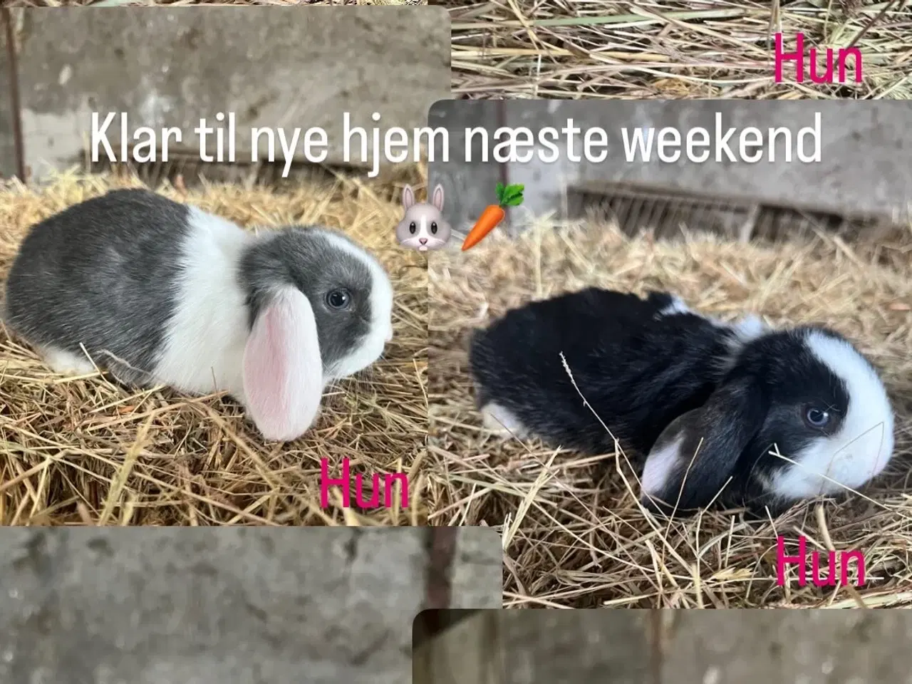 Billede 1 - Minilop på 8 uger 