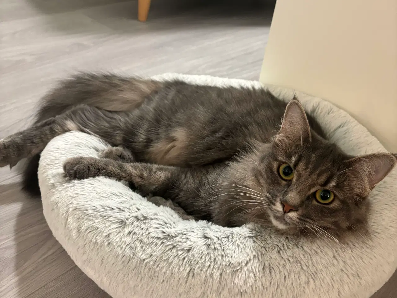 Billede 3 - Frida og Findus søger nyt hjem