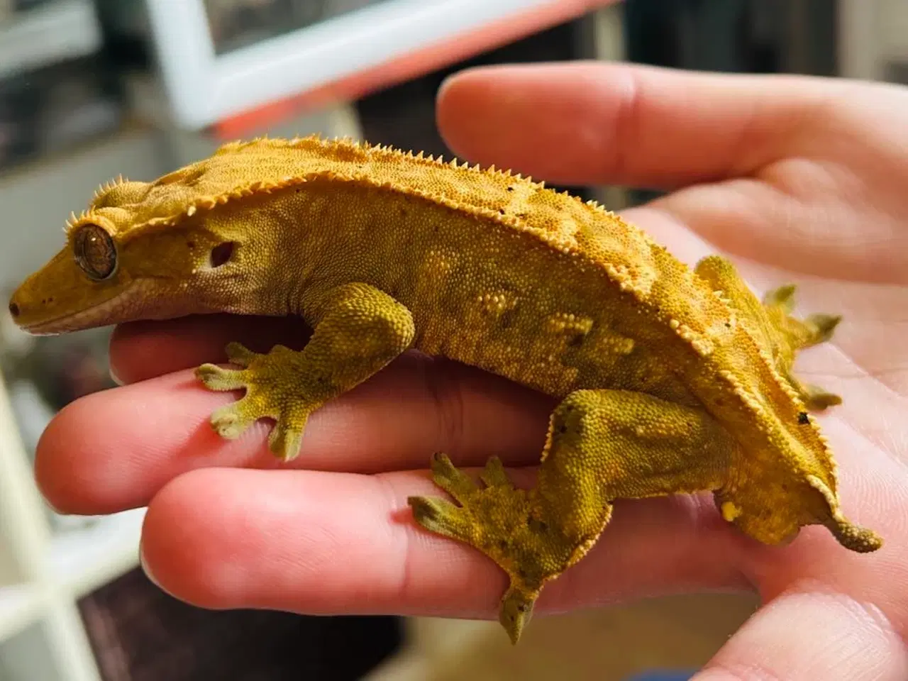 Billede 3 - Kronegekko incl terrarie
